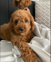 Buy Cavoodle Puppy at Oodle Life!