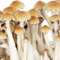  Golden Teacher Spore | High-Quality Strain at Mushroom Spore Store