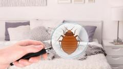 The Ultimate Guide to Bed Bug Extermination in NYC – VJ Pest Management