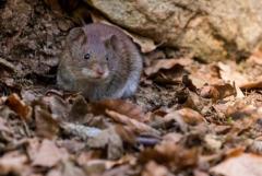 Ridding NYC of Rodents: Meet the Ultimate Mouse Exterminator!