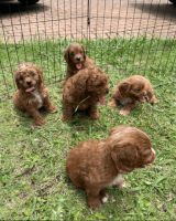 Unveil the Charm of Companionship with Toy Cavoodles for Sale