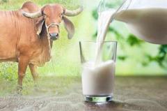  Buy gir cow milk online and purest dairy no Experience the joy