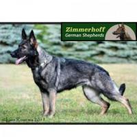 Elite Guardians: Top Working German Shepherd Breeders