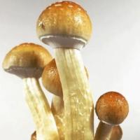 Golden Teacher Spores - Buy High-Quality Spores Online