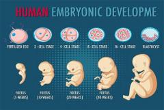 Clinical Embryology Courses