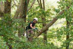 Enhance Your Property with Expert Tree Services