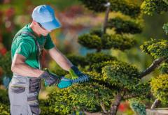 Enhance Your Property with Expert Tree Services