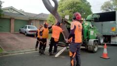 Emergency Tree Removal Sydney: Fast, Reliable Response When You Need It Most