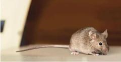 Rodent control services in Delhi - Ncr 