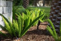 Sunshine Sanctuary: Landscaping Delights in Jacksonville