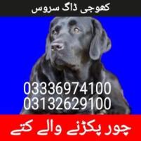 Army dog center quetta (03336974100)