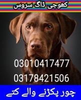 Army dog center karachi 03178421506