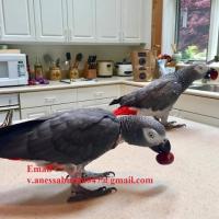 Congo African Grey Available