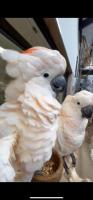 Awesome Hand-Fed Umbrella Cockatoo For Sale!!!