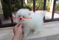 Charming and Cute Pomeranian Now Available
