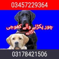 Army dog center okara (03457229364)