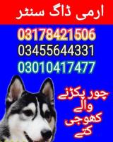 Army dog center hyderabad cantt 03455644331