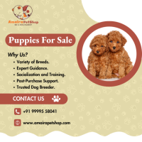 Teacup Poodle Puppies | Toy Poodle Puppies - Amaira Pet Shop