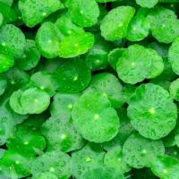 2 pack of 500 Seeds - Gotu Kola Seeds (Centella Asiatica Seeds) | Indian Pennywort, Brahmi Herb or A