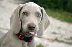 Weimaraner Puppies for Sale in Madurai