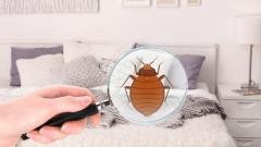 Expert Bed Bug Exterminator Services in Manhattan