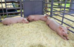 Discover Premium Quality Whole Hog For Sale Near Me at Red Field Ranch, TX!