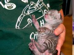 Belle Hollow's Snow Savannah Kittens: Adorable Exotic Pets for Your Home