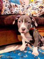 American Bully Puppies for Sale in Madurai