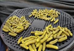 Top Gherkin Exporters in India Reliable Supplier