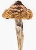  B+ Plus Magic Mushrooms For Sale Online