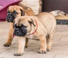 Bullmastiff Puppies for Sale in Madurai