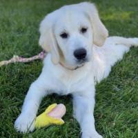 English Cream Golden Retriever