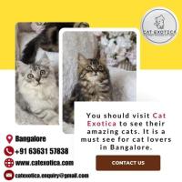 Persian cats for sale in Bangalore