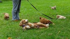 Family-Friendly Labradoodles - Draycot Meadows, LLC