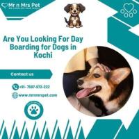 The Best Day Boarding For Dogs in Kochi