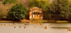 Top Ranthambore National Park Tour Packages - Plan Your Adventure