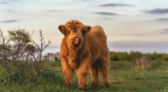 Buy Scottish Fluffy Miniature Highland Calves and Calves ($2500)