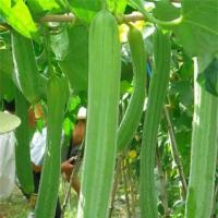 Cultivate Natural Sponges: 40 Luffa Seeds - Grow Your Own Sponge Gourd