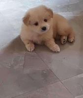 Culture Pomeranian Puppies for Sale in Madurai