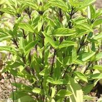 Grow Aromatic Herbs: Basil Seeds for Fresh and Flavorful Gardens Basil seeds for planting