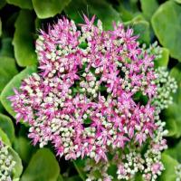 Cultivate Seasonal Splendor: Autumn Joy Sedum Seeds - Orpine Stonecrop for Hardy and Attractive Gard