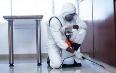 Pest Control Service Vaughan – Free Consultation with us B.B.P.P.