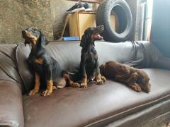 Doberman Pinscher Puppies for Sale in Madurai