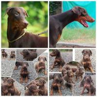 Doberman Pinscher Puppies for Sale in Madurai