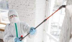 Reliable Mold Remediation Solutions You Can Trust