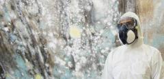 Reliable Mold Remediation Solutions You Can Trust