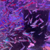 Buy Neon Tetra Online