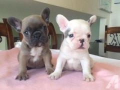 French Bulldog Puppies for Sale in Madurai