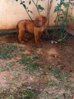 French Mastiff Puppies for Sale in Madurai