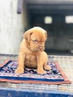 French Mastiff Puppies for Sale in Madurai